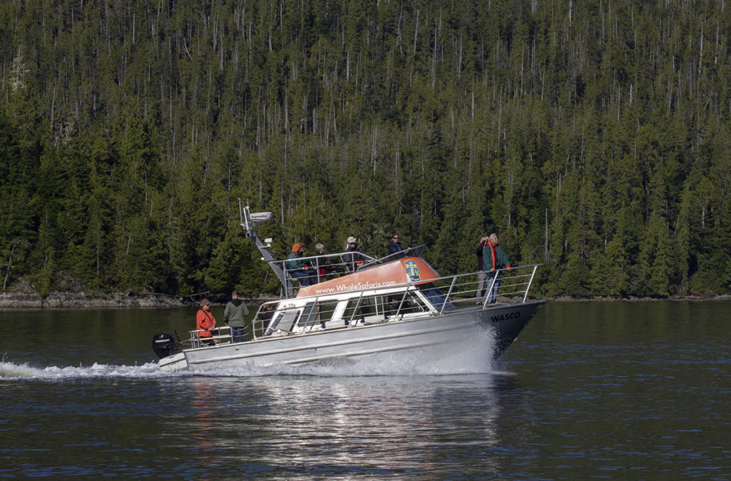 whale safari boat