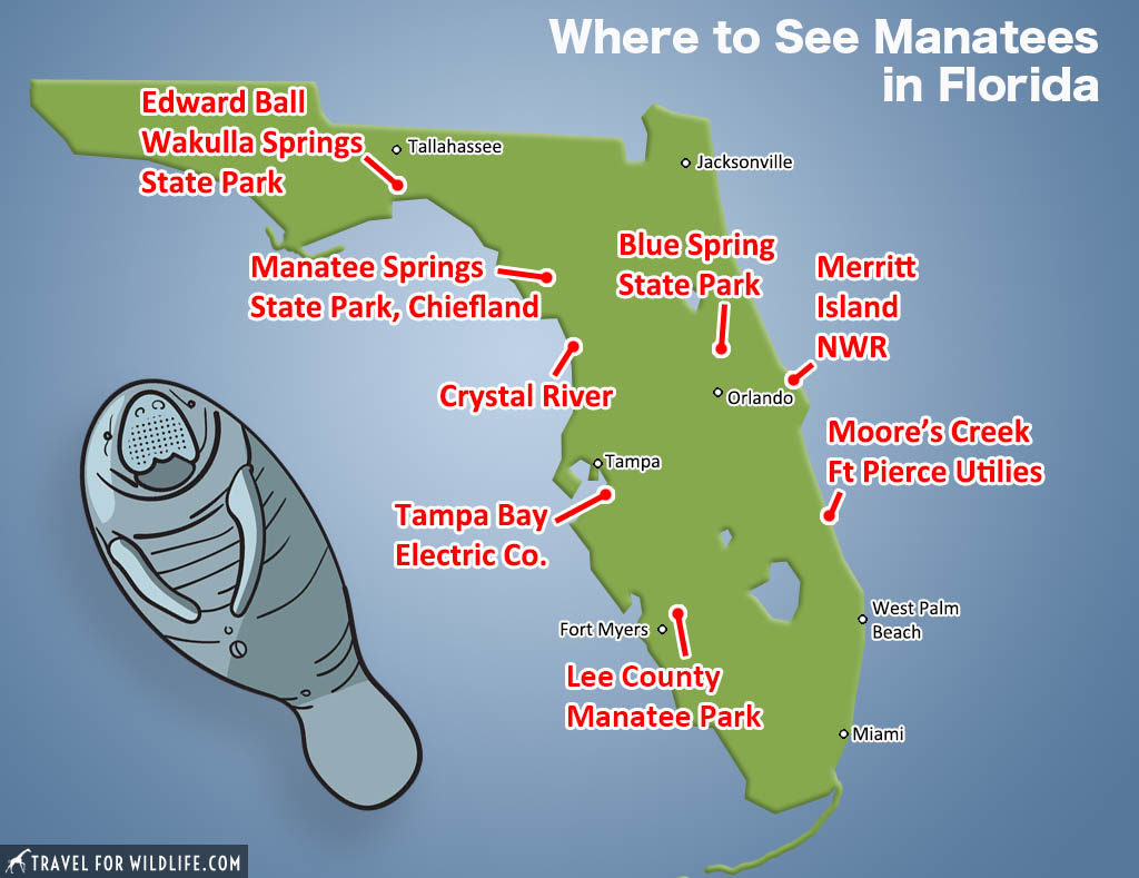 Where to see manatees in Florida map