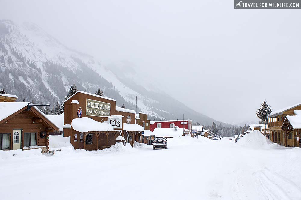 Cooke City, Montana in a snow storm