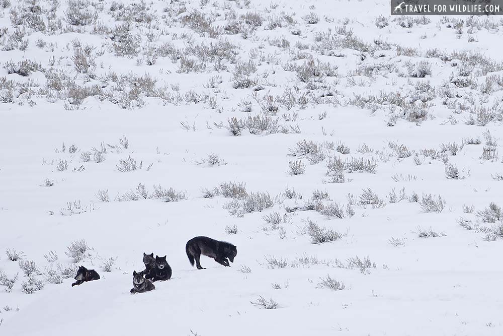 Lamar canyon wolf pack, Yellowstone