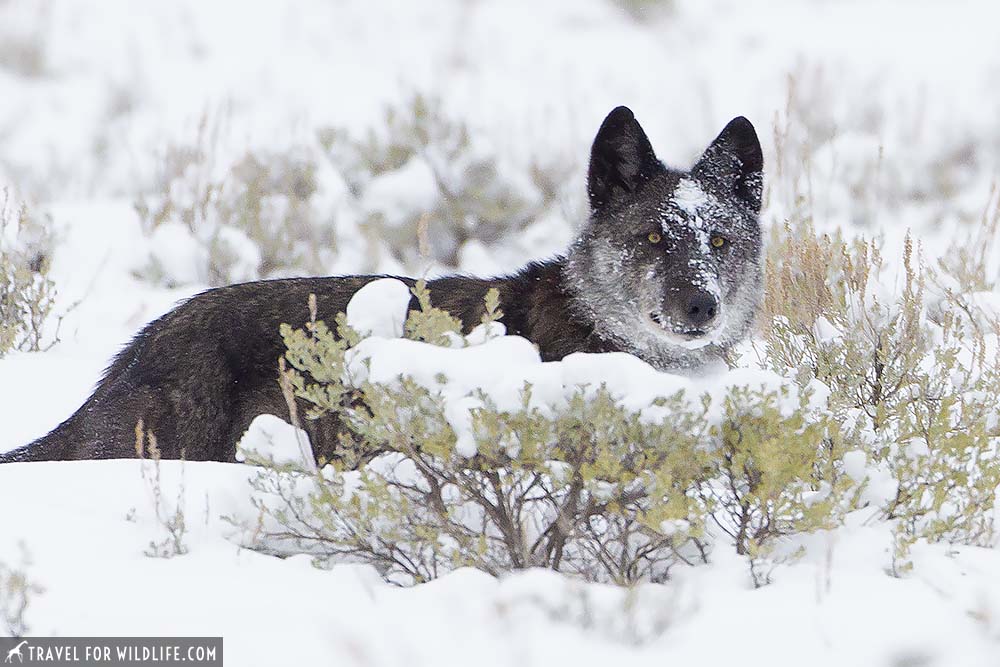 wolf 926F Lamar Canyon Pack, Yellowstone