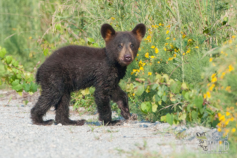 Black bear Asheville, NC