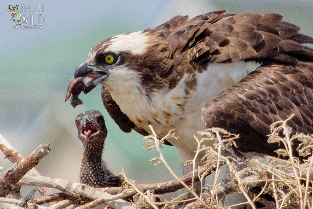 Osprey NC Outer Banks