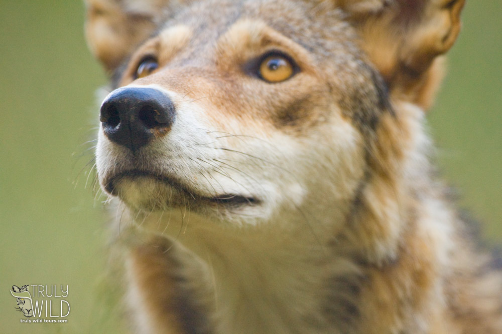 Red Wolf in North Carolina