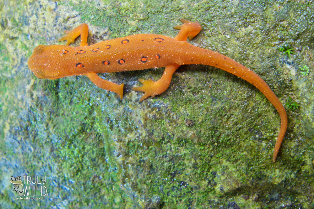 Salamanders Smoky Mountains