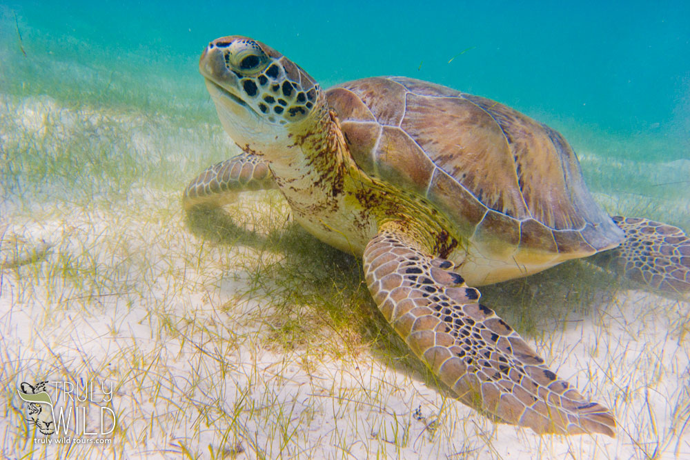 Swimming with Sea turtles Mexico