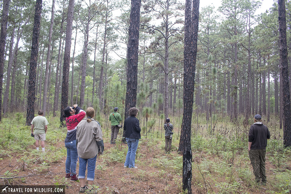 Birding in Texas