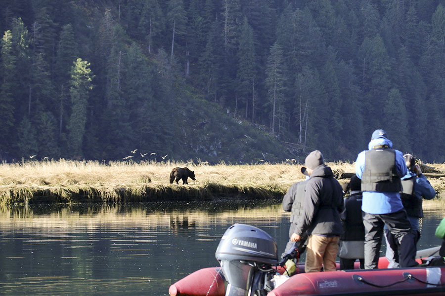 Bear watching in the Great Bear Rainforest 