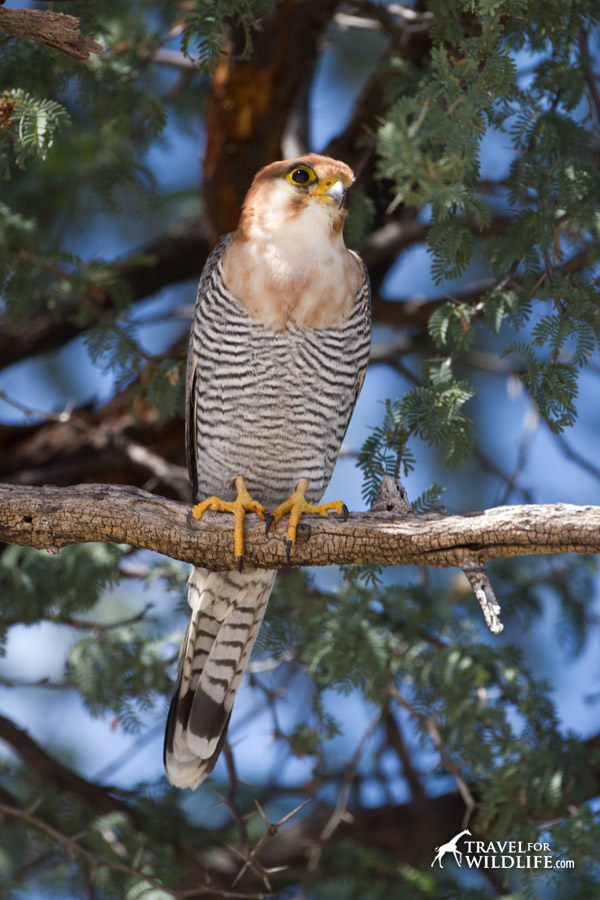 Birding in the Kalahari