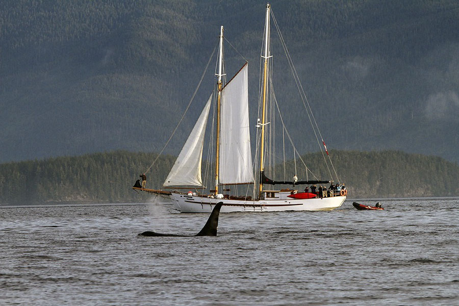 Sailing the Great Bear Rainforest
