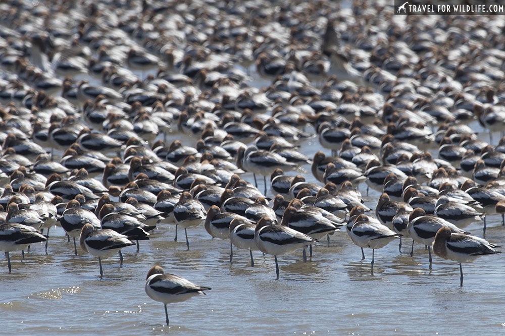 American avocets resting on the shoreline