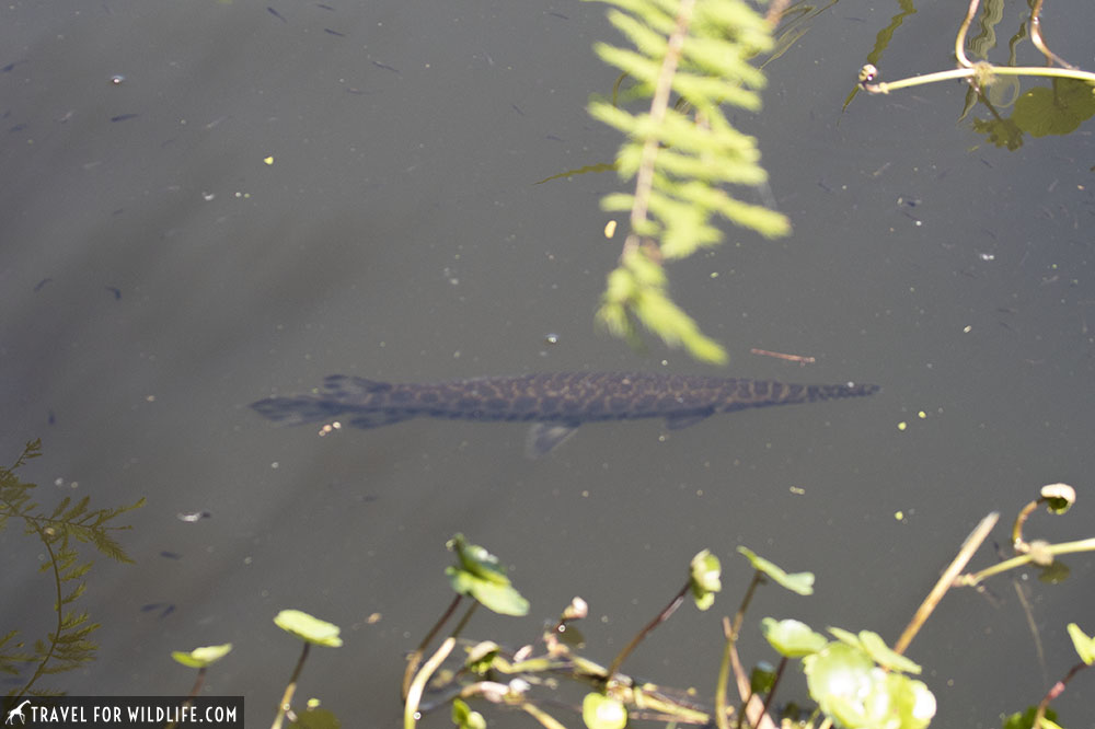 gar fish swimming