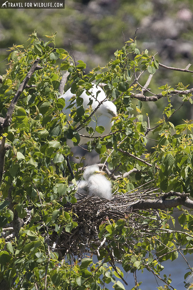 Great egret with baby egret at nest at Smith Oaks rookery