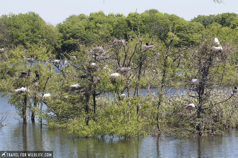 Nesting sites at a rookery at Smith Oaks Bird Sanctuary