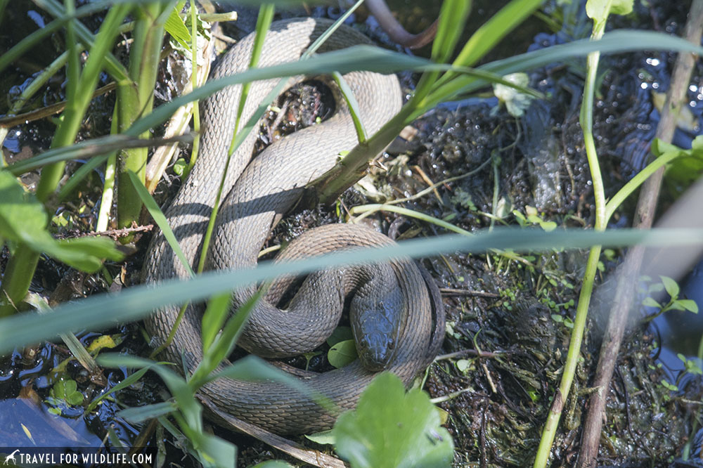 Hogsnake sunbathing