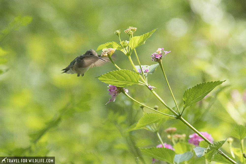 ruby-throated female hummingbird feeding at a flower