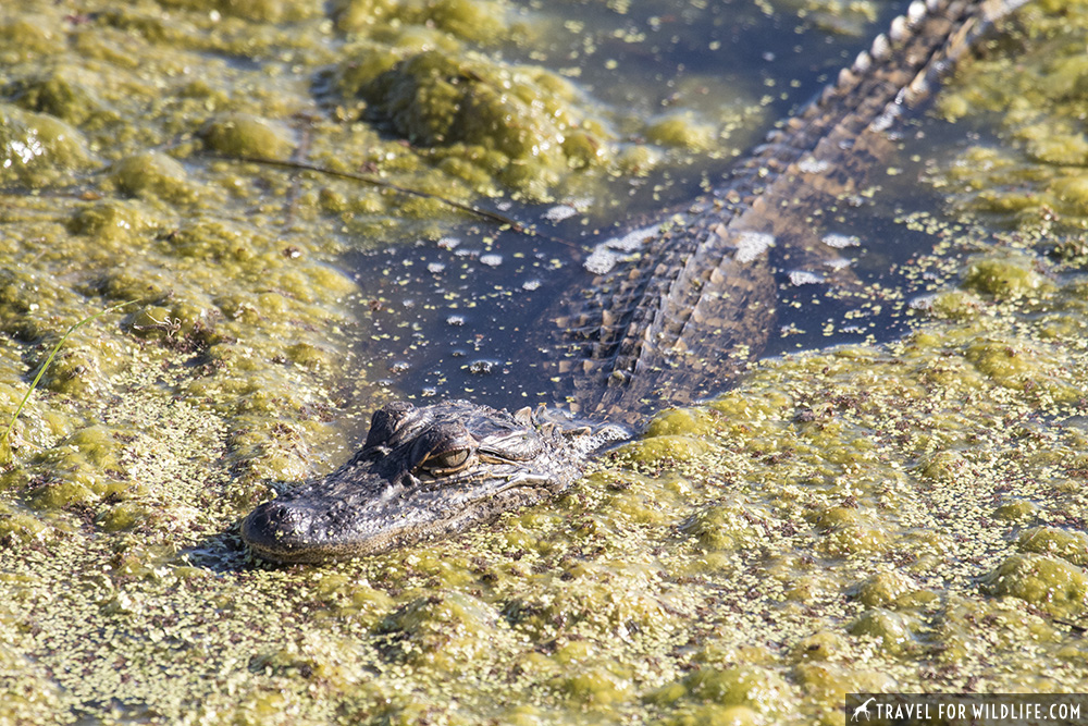 Alligator