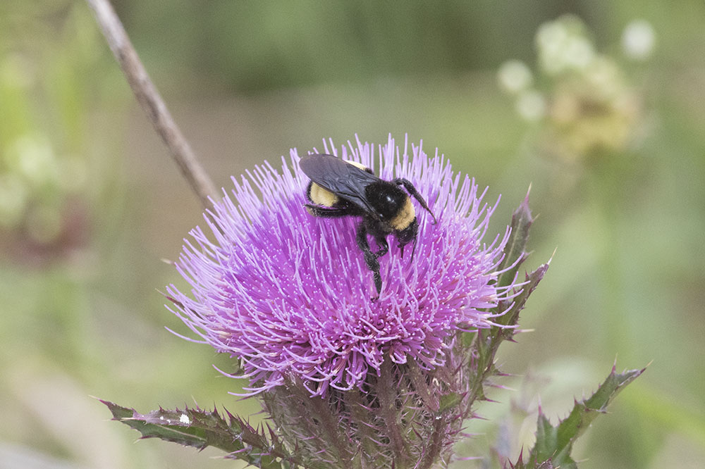 Bumble bee on a flower