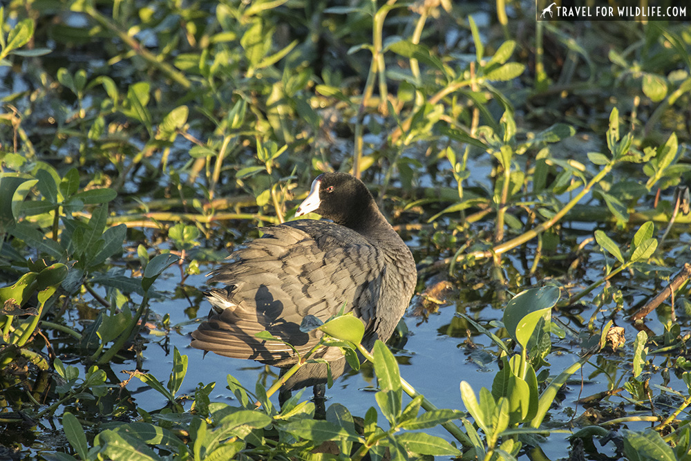 American coot walking on a marsh