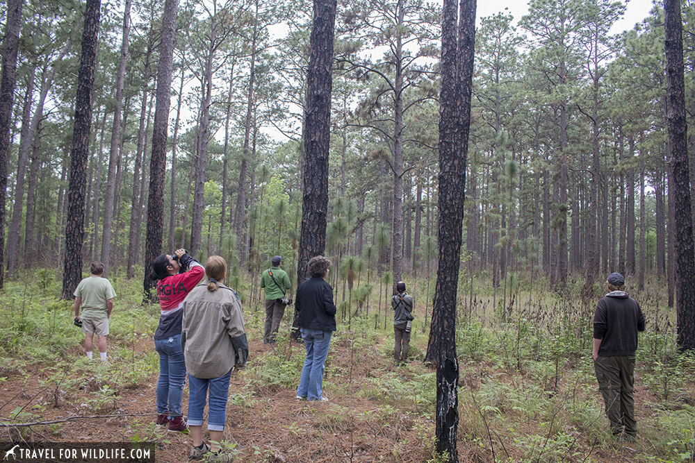 Birdwatchers looking for birds in the pine forest