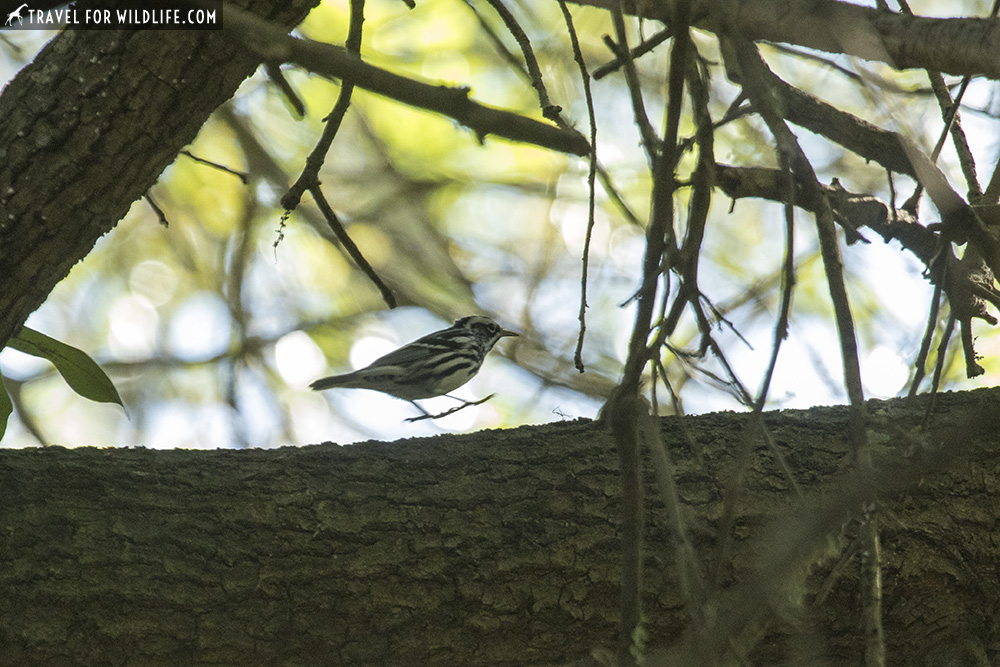 Black and white warbler on a log