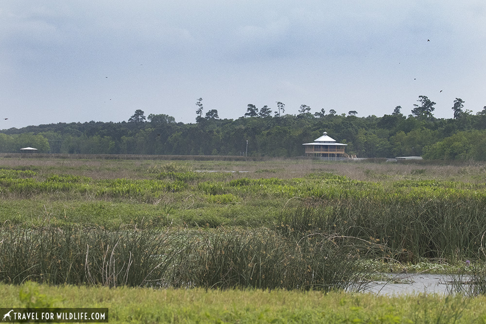 Marsh with Visitor center