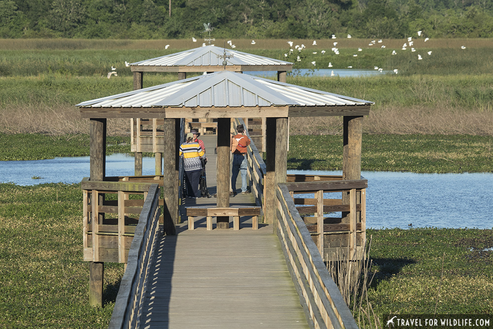 Boardwalk on a marsh