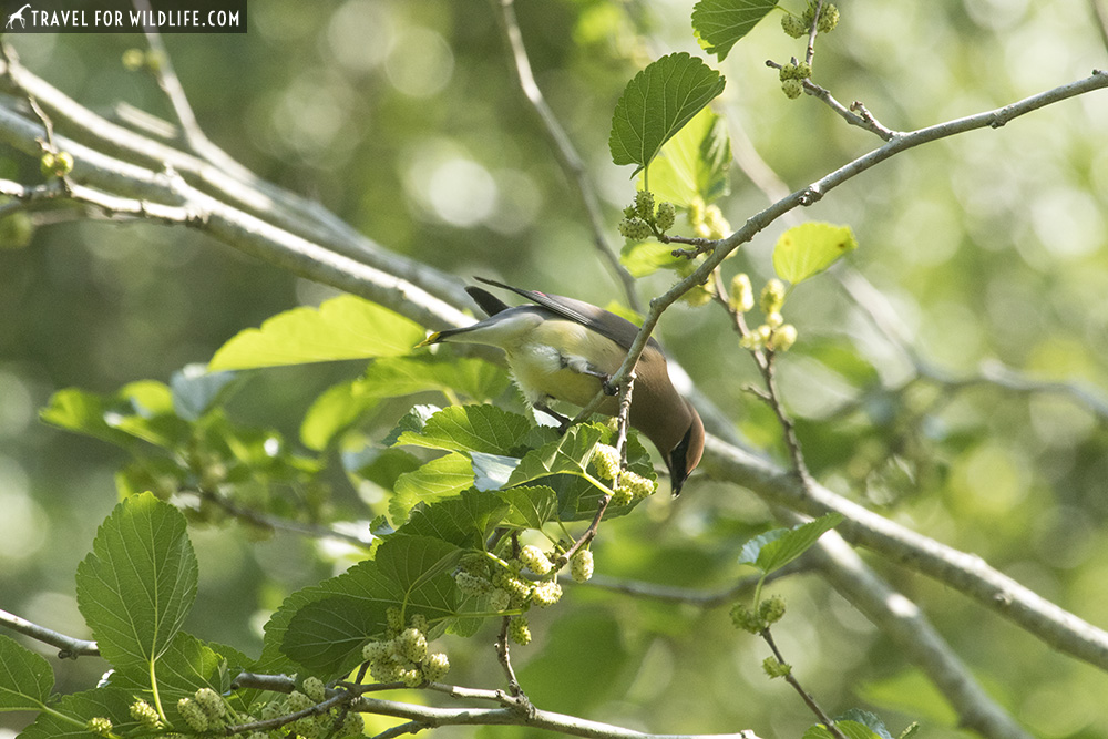 Cedar waxwing on a branch