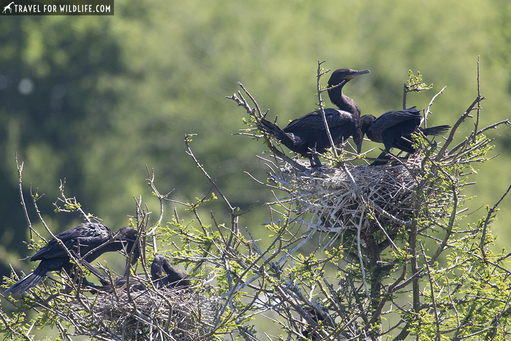 Cormorants nesting