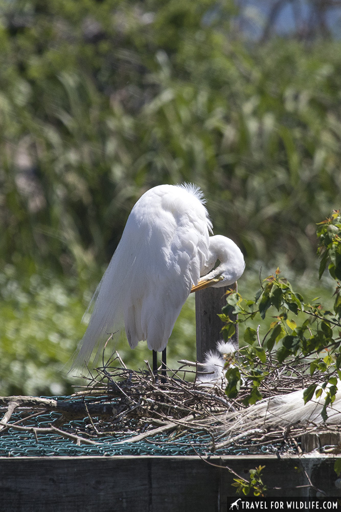 Great egret with two chicks