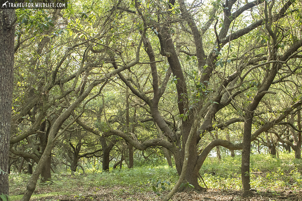 Oak trees