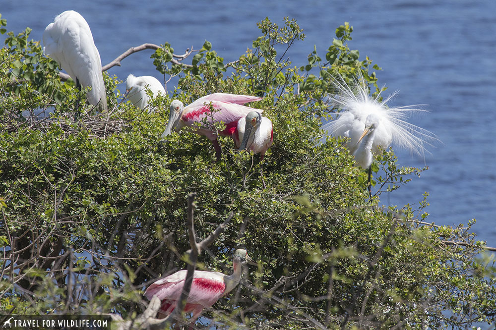 spoonbills and egrets on a tree