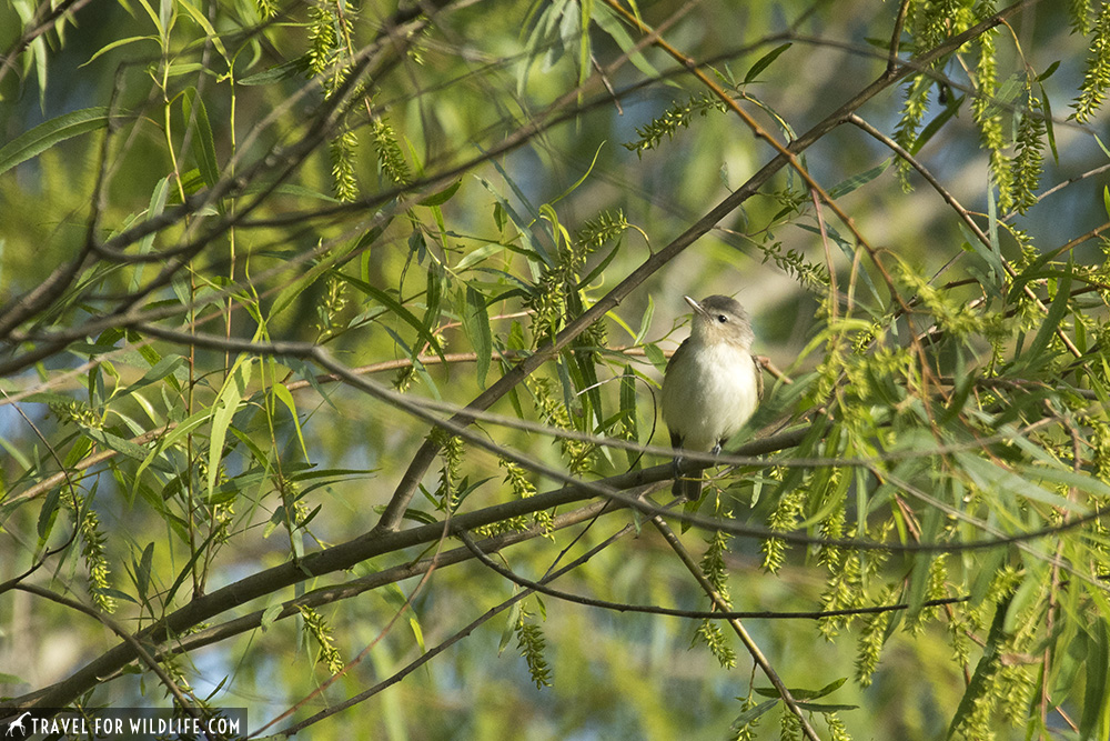 Warbling vireo at Sabine Woods, Texas