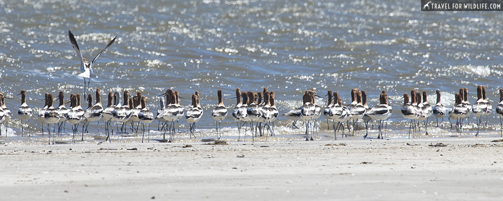 American avocets at the shore