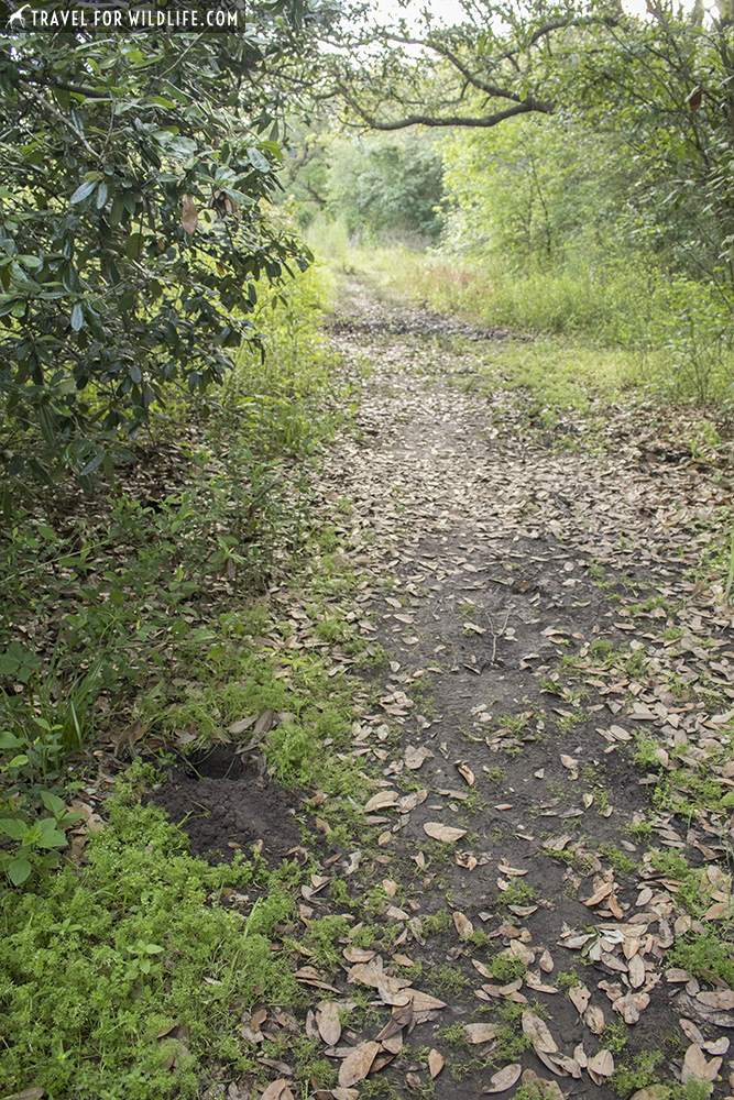 Armadillo hole by the side of a path at Sabine Woods