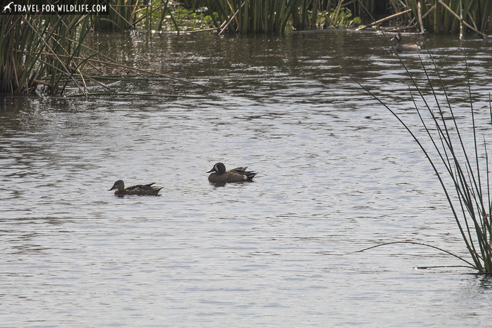 Pair of blue winged teal