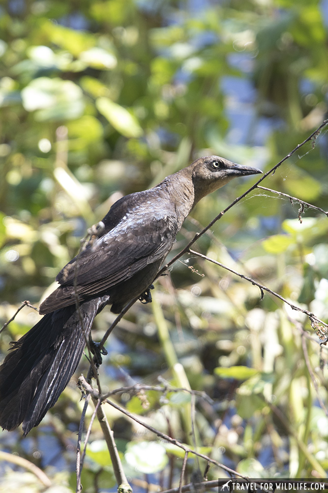 Boat tailed grackle