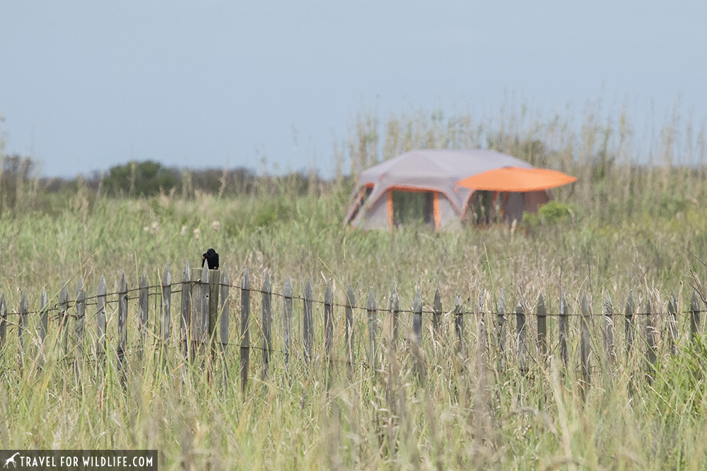 A tent at Sea Rim State park