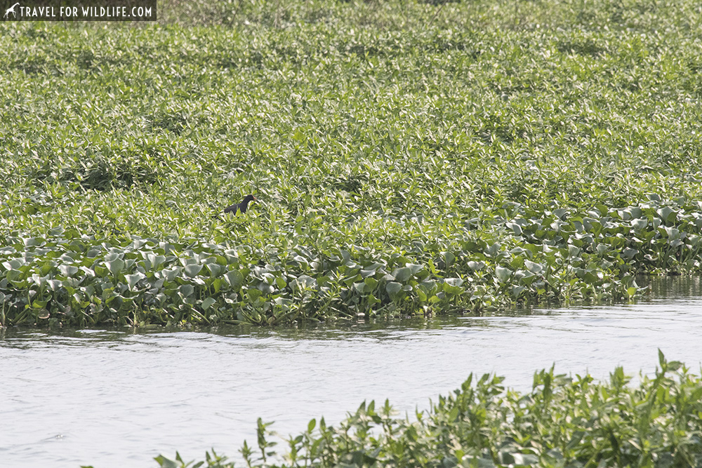 Gallinule walking on marsh