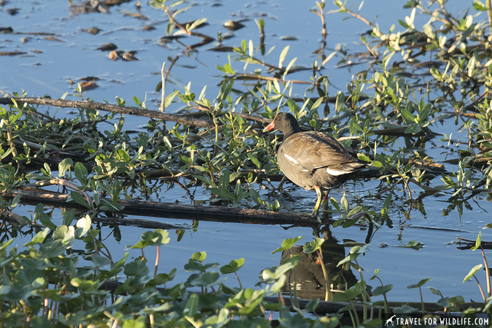 Common gallinule walking on water