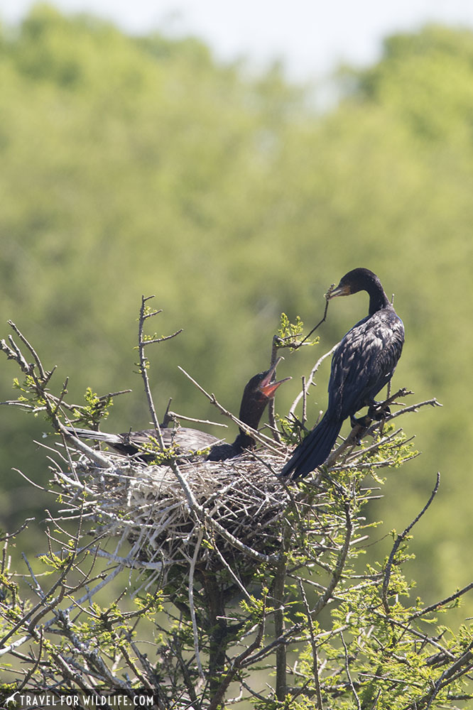 Cormorant mating pair at a nest