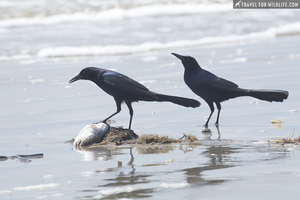 Two grackles feeding on a fish