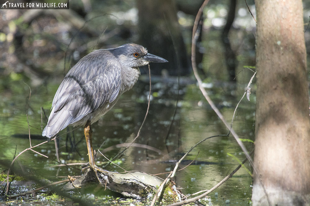 night heron standing in a bog