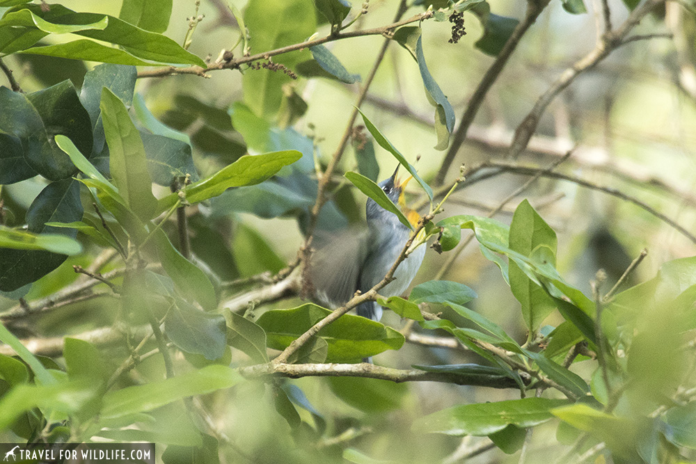 northern parula in a tree