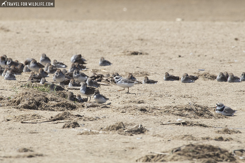 piping plover and sandpipers