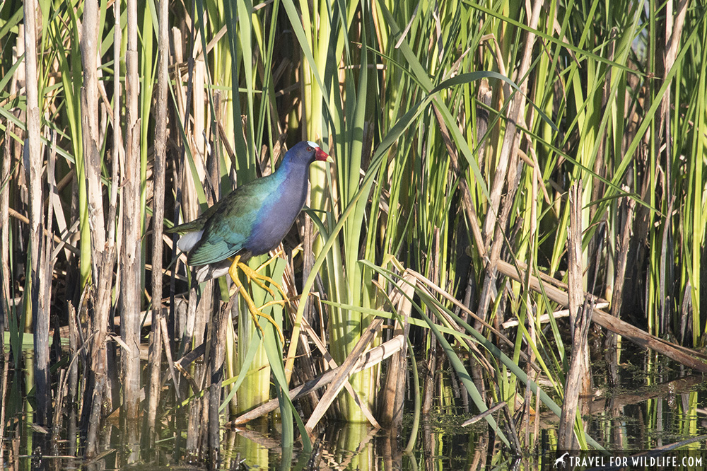 Purple gallinule on reeds