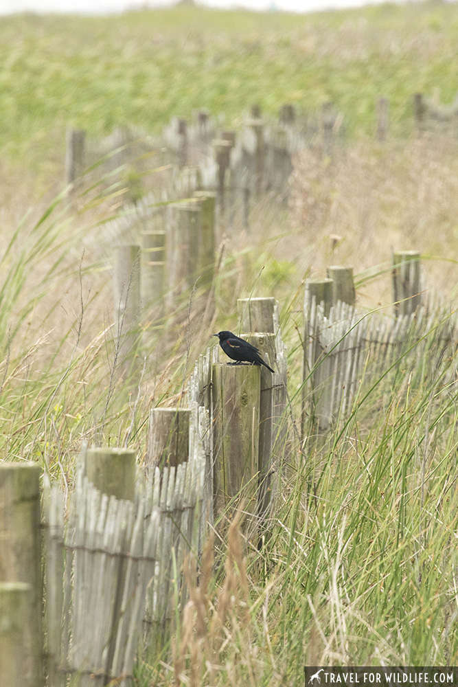 A red winged blackbird sitting on a fence