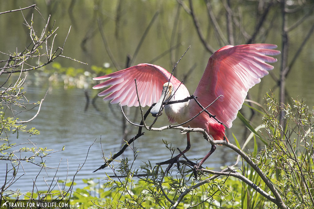 Roseate spoonbill