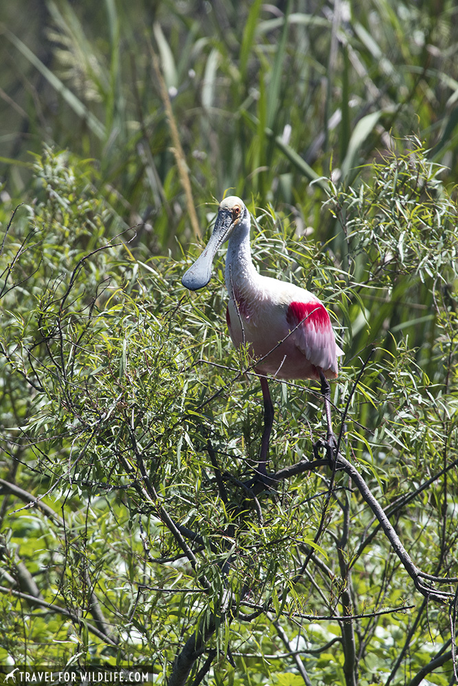 Roseate spoonbill on a tree