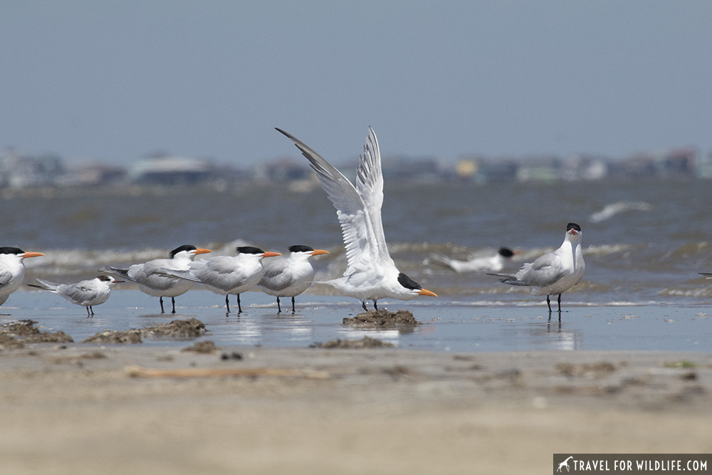 Flock of Royal terns on the shore